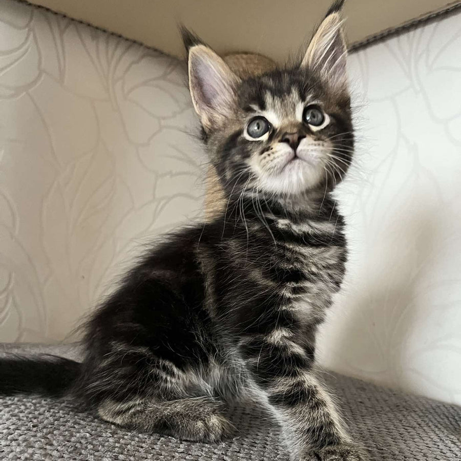 Indigo Maine Coon male, black tabby