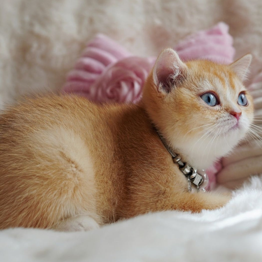Violet British Shorthair female, chocolate tortie golden chinchilla with white