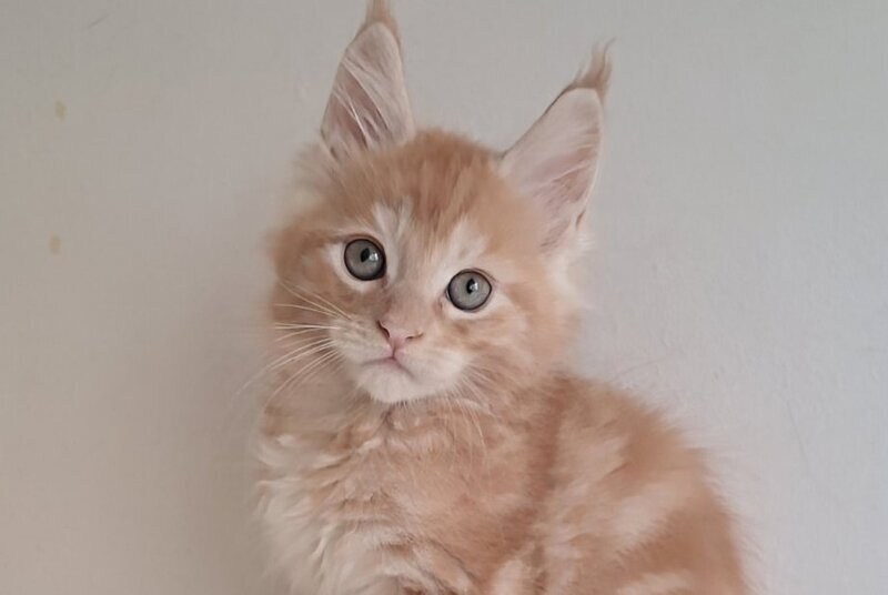 Charlie Maine Coon male, red silver tabby