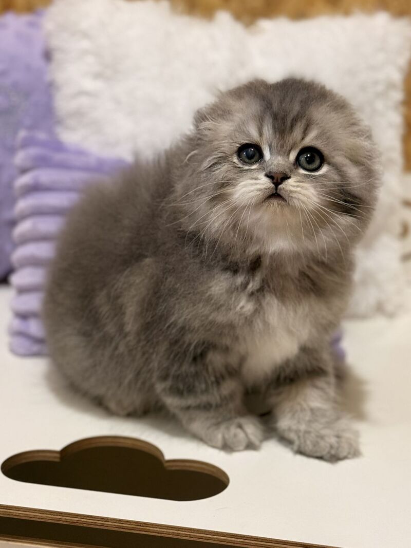 Forbes Scottish Fold male, blue tabby