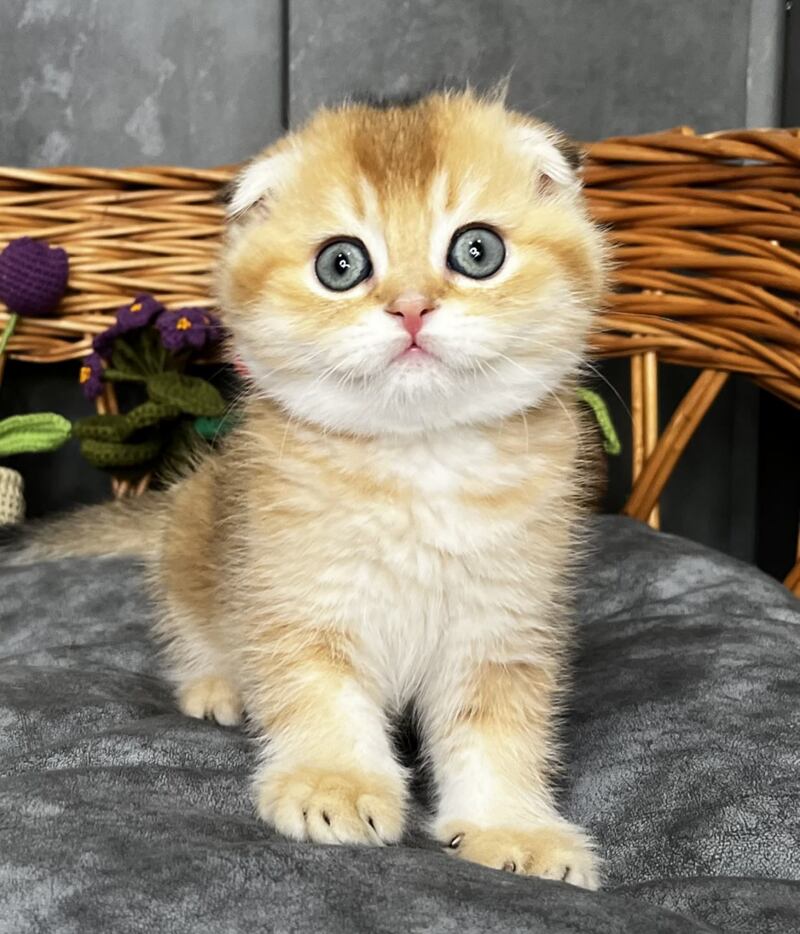 Icar Scottish Fold male black golden ticked tabby live animals