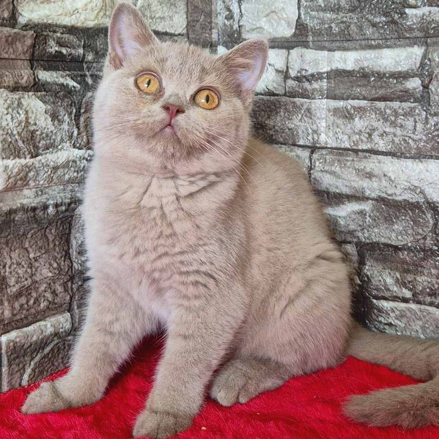Deizy British Shorthair female, lilac