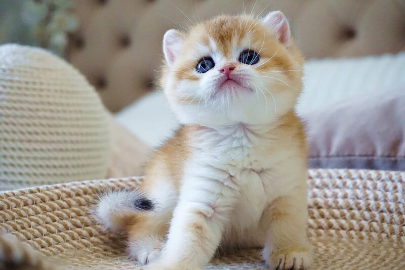 Deni British Shorthair male, black golden chinchilla