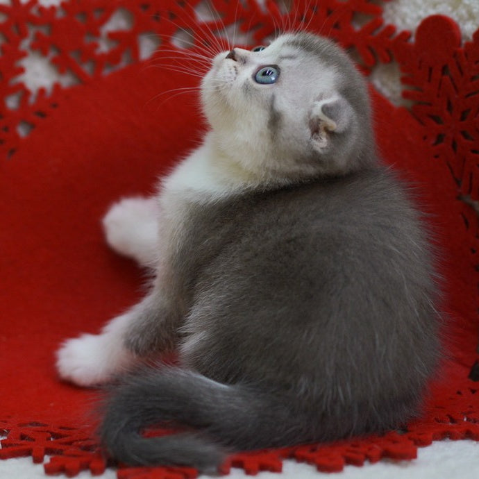 Dimond Scottish Fold male, blue ticked tabby bicolour
