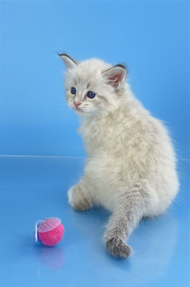 Winston Siberian male seal tabby pointed with white - live animals