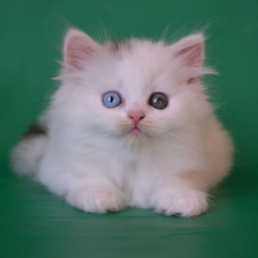 Oscar Scottish Straight male, black silver tabby van
