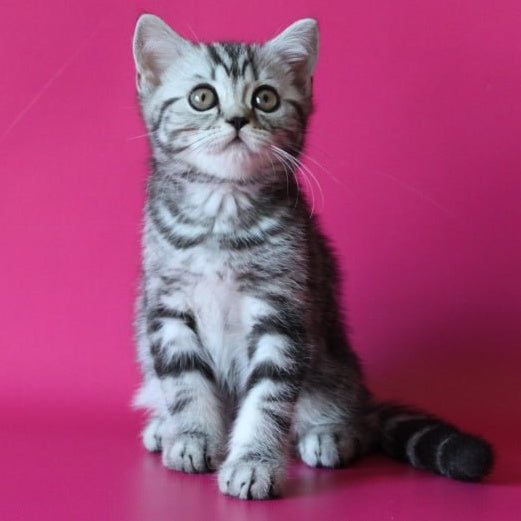 Solomiya Scottish Straight female, black silver tabby