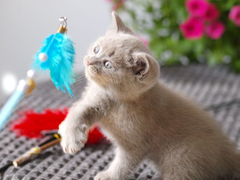 Olex British Shorthair male, lilac