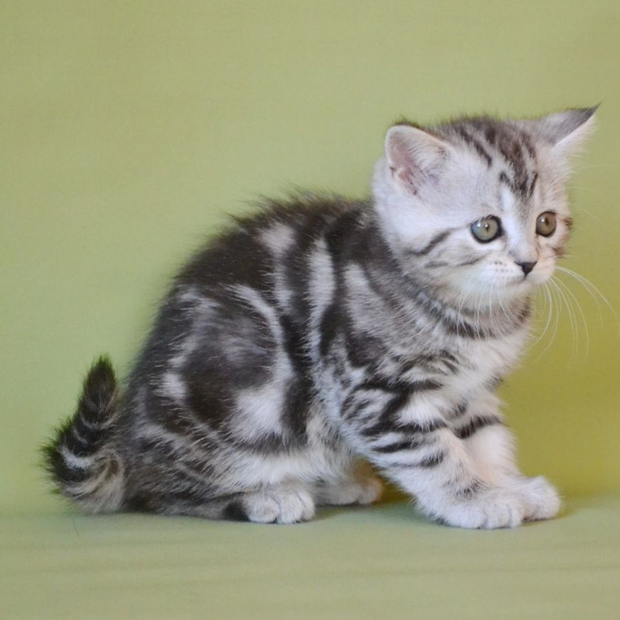 Quiana Scottish Straight female, black silver tabby