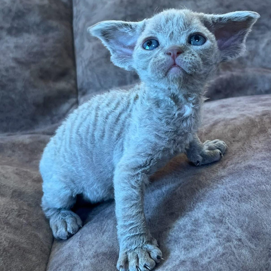 Vlad Devon Rex male, lilac