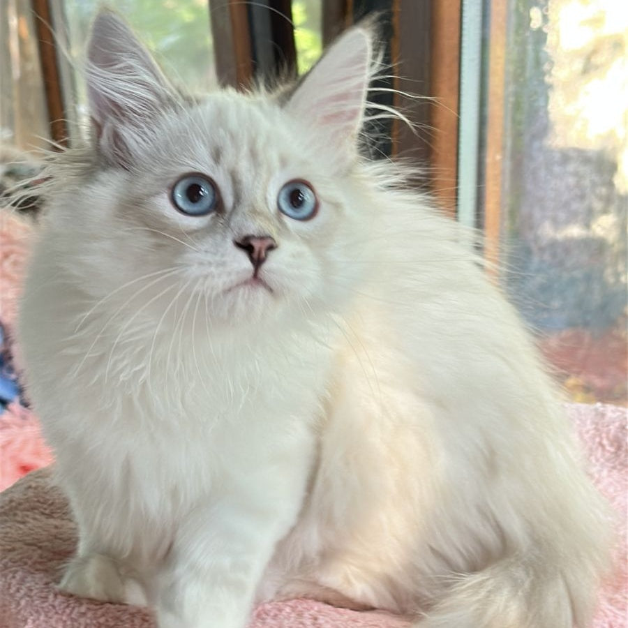 Walentine Siberian male, blue tabby pointed with white