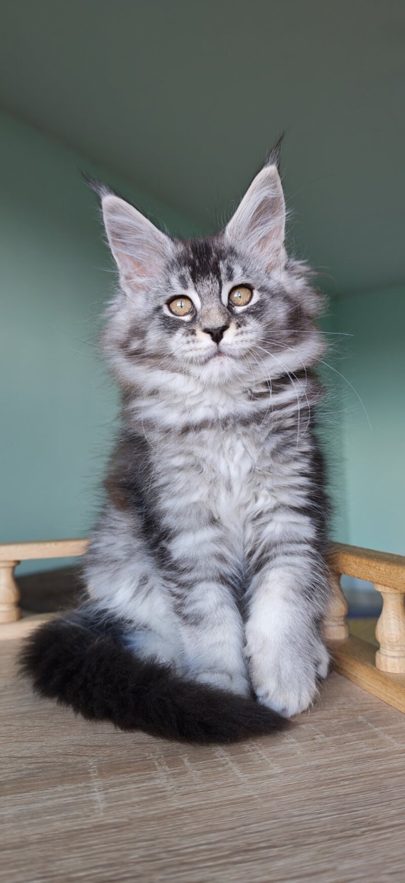 Floria Maine Coon female, black silver ticked tabby