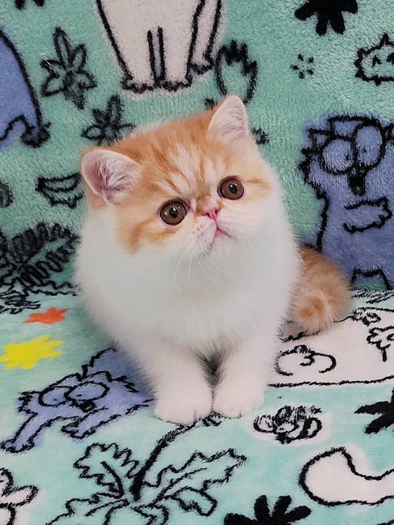 Bourbon Exotic male red spotted tabby harlequin - live animals