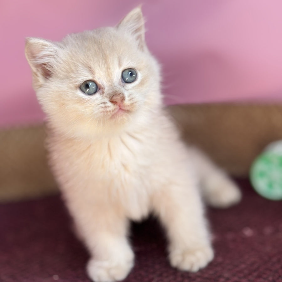 Simba British Shorthair male, lilac golden chinchilla