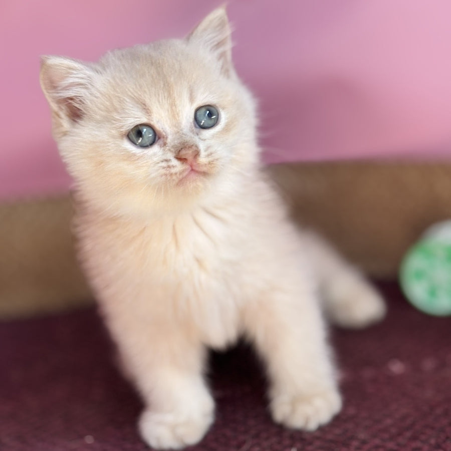 Simba British Shorthair male, lilac golden chinchilla