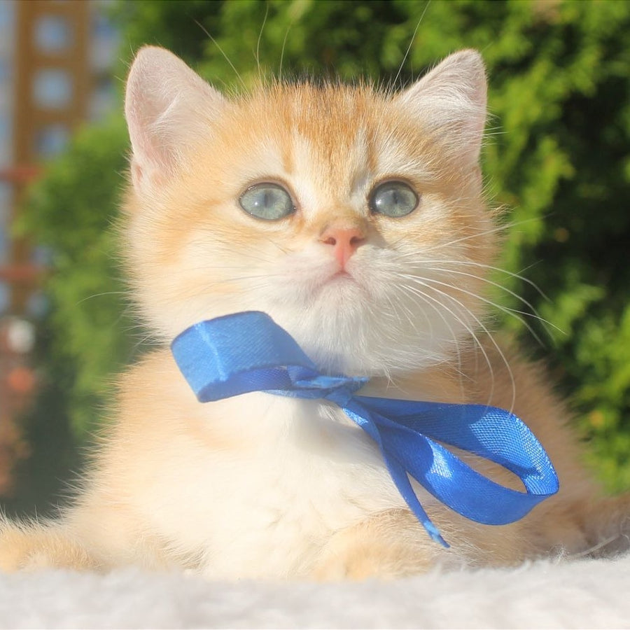 Hasan British Shorthair male, black golden shaded