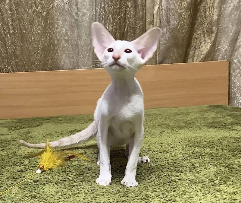 Grand Siamese male, lilac