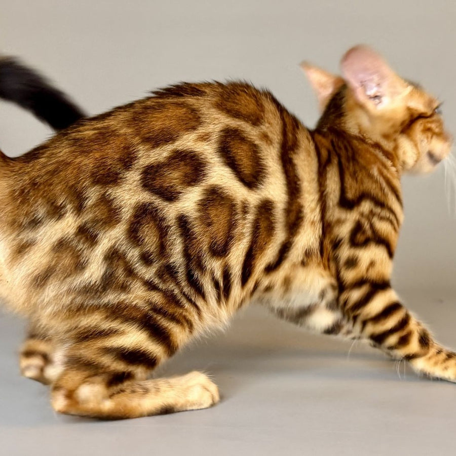 Xirelle Bengal female, black golden spotted tabby