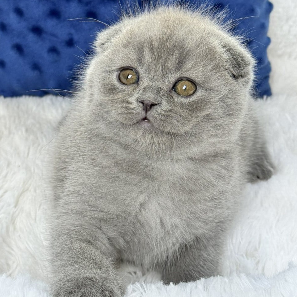 Woody Scottish Fold male, blue