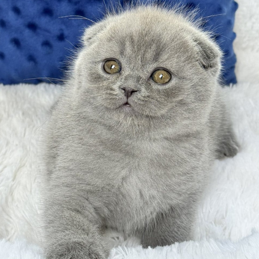 Woody Scottish Fold male, blue