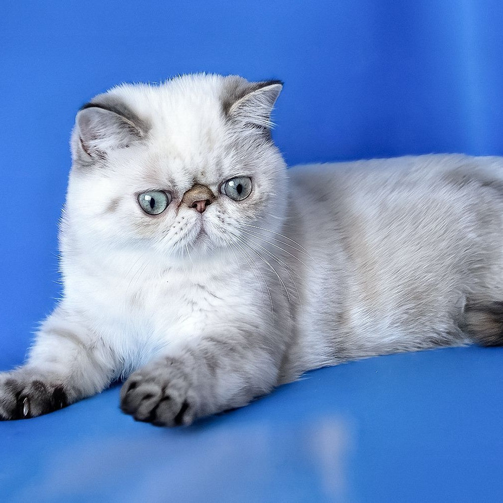 Peni Exotic female, blue lynx