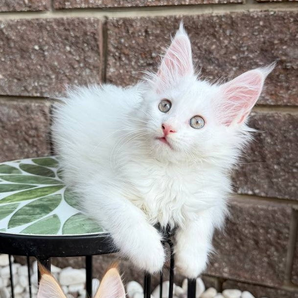 Zoe Maine Coon female, white