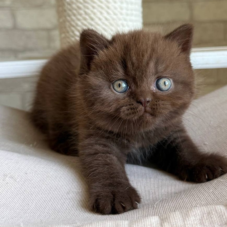 Bruno British Shorthair male, chocolate
