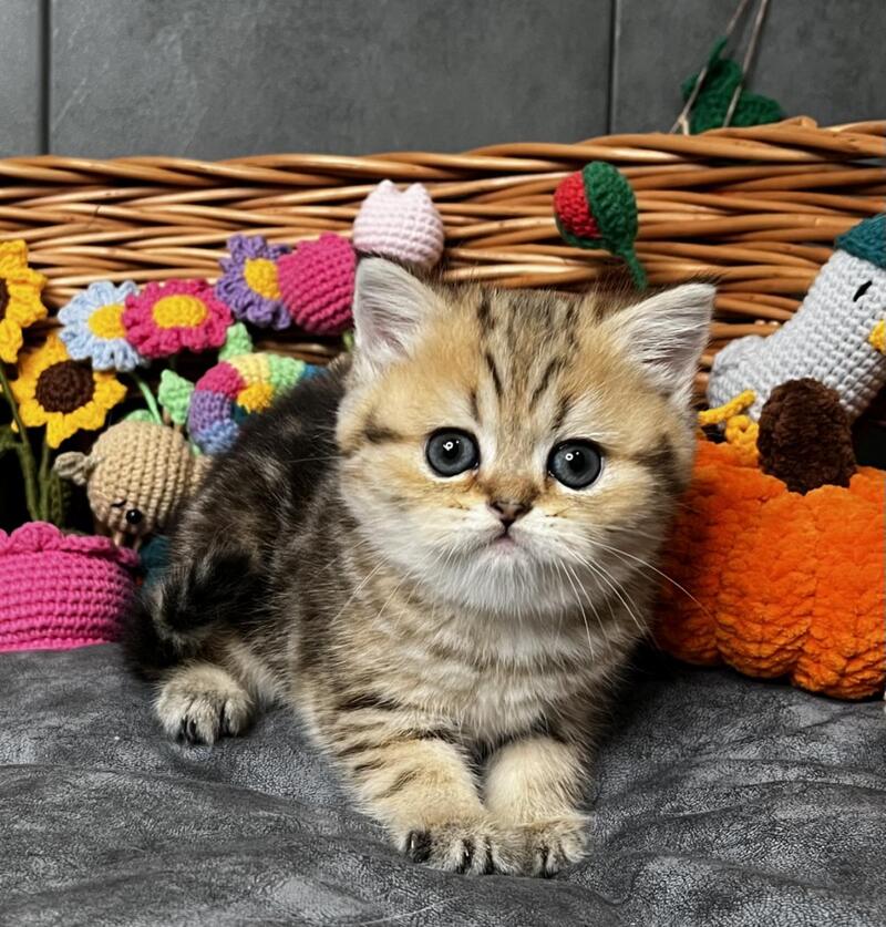 Fiona Scottish Straight female, black golden tabby