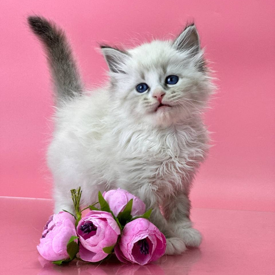 Aurelia Siberian female, seal tabby pointed