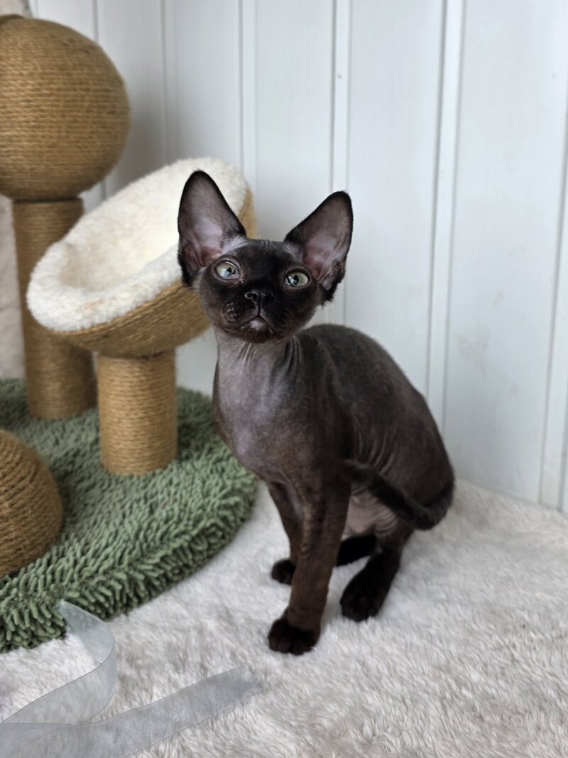 Carmensita Devon Rex female black - live animals