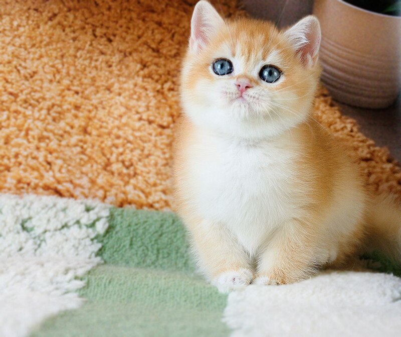Vasyl British Shorthair male, black golden chinchilla