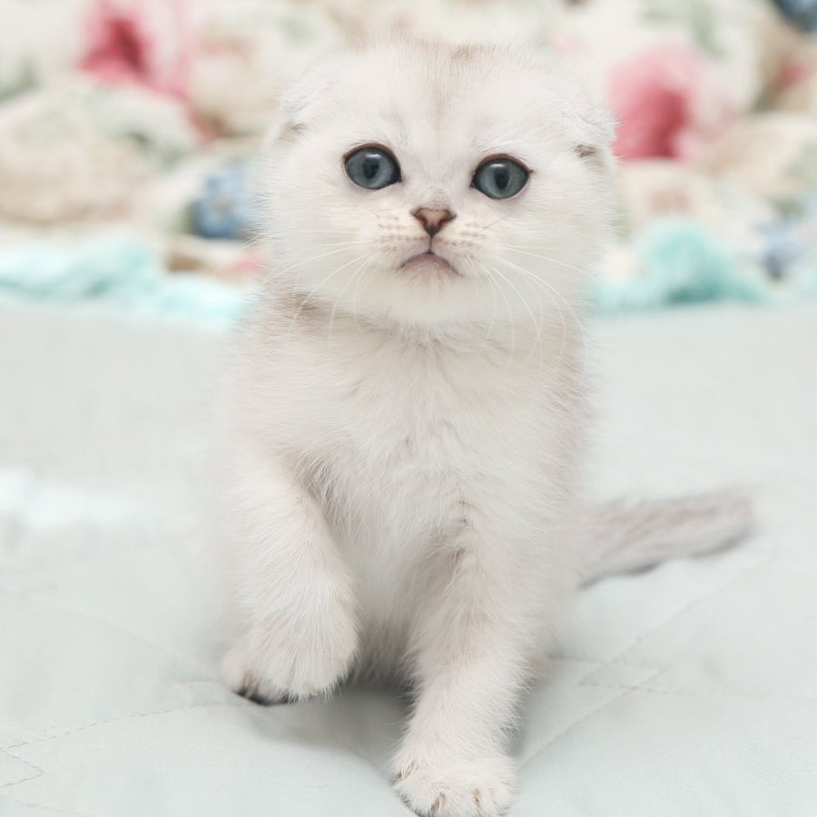 Hatti Scottish Fold female, black silver shaded