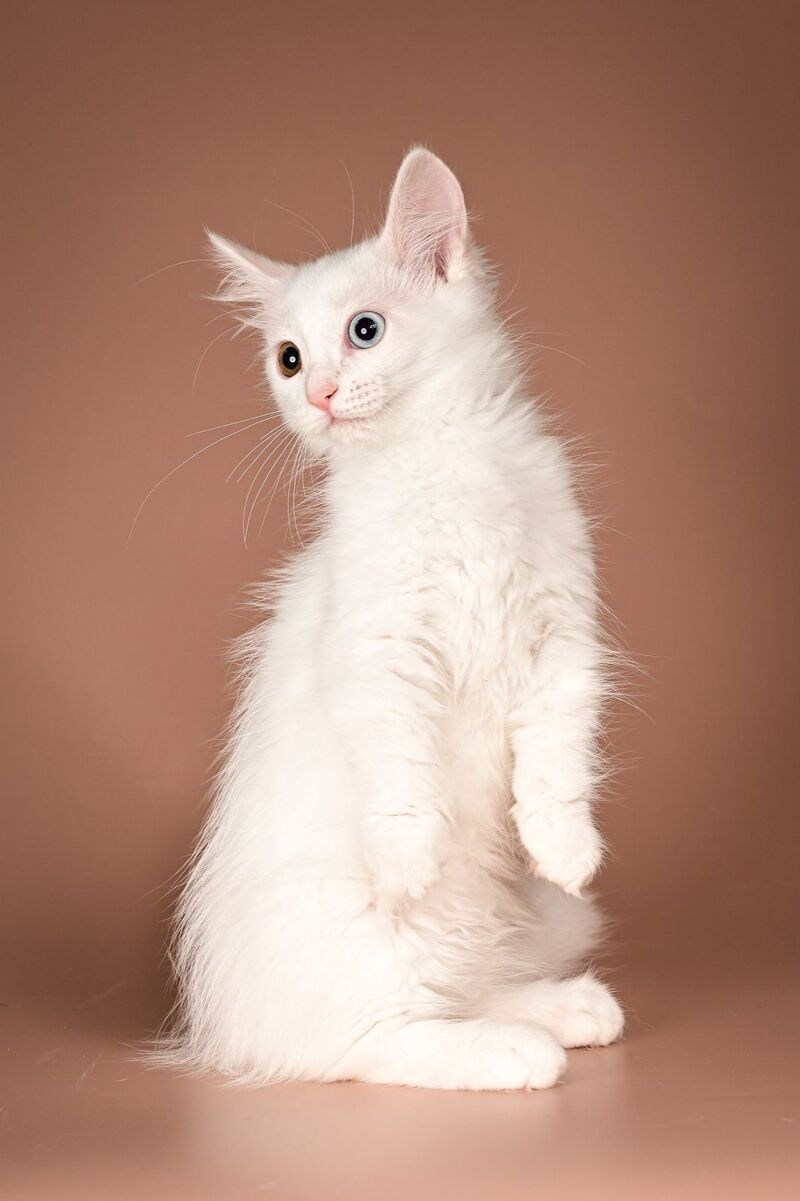 Amina Munchkin female, white