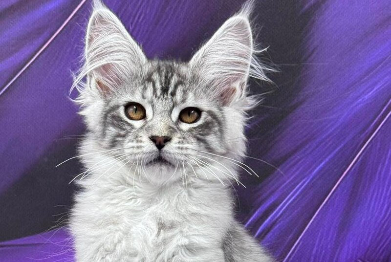 Moncler Maine Coon male, black silver tabby