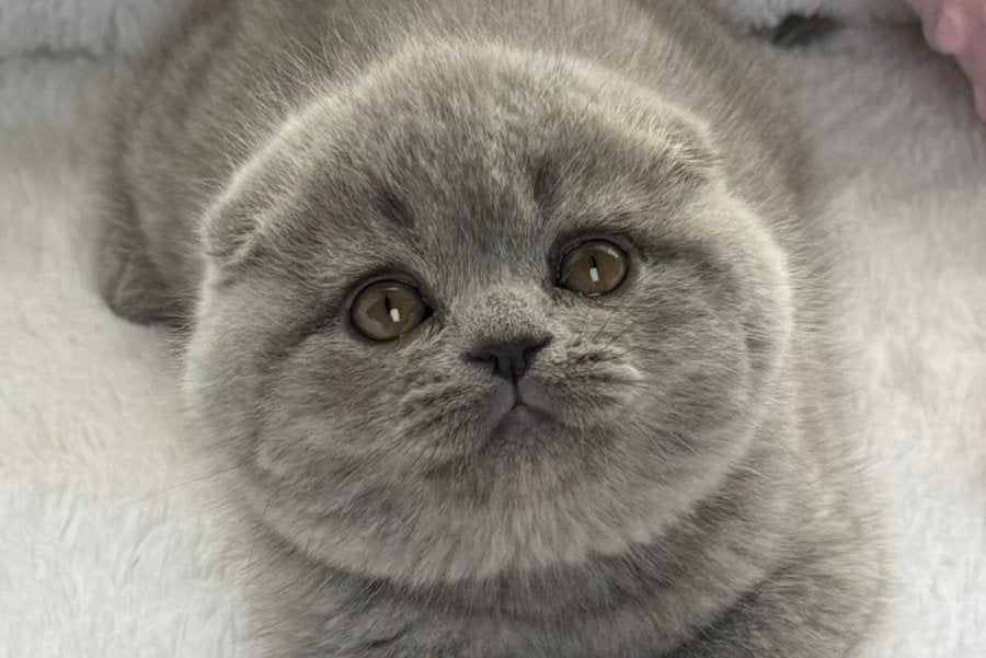 Yara Scottish Fold female, blue