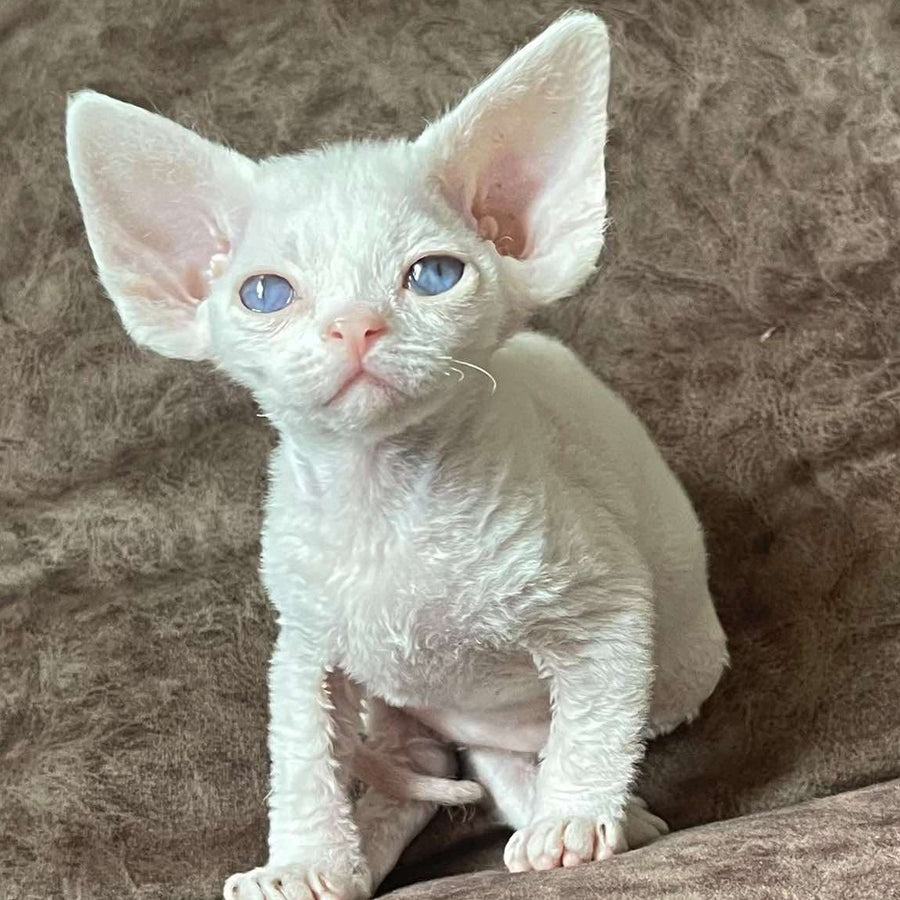 Vasilek Devon Rex male, white