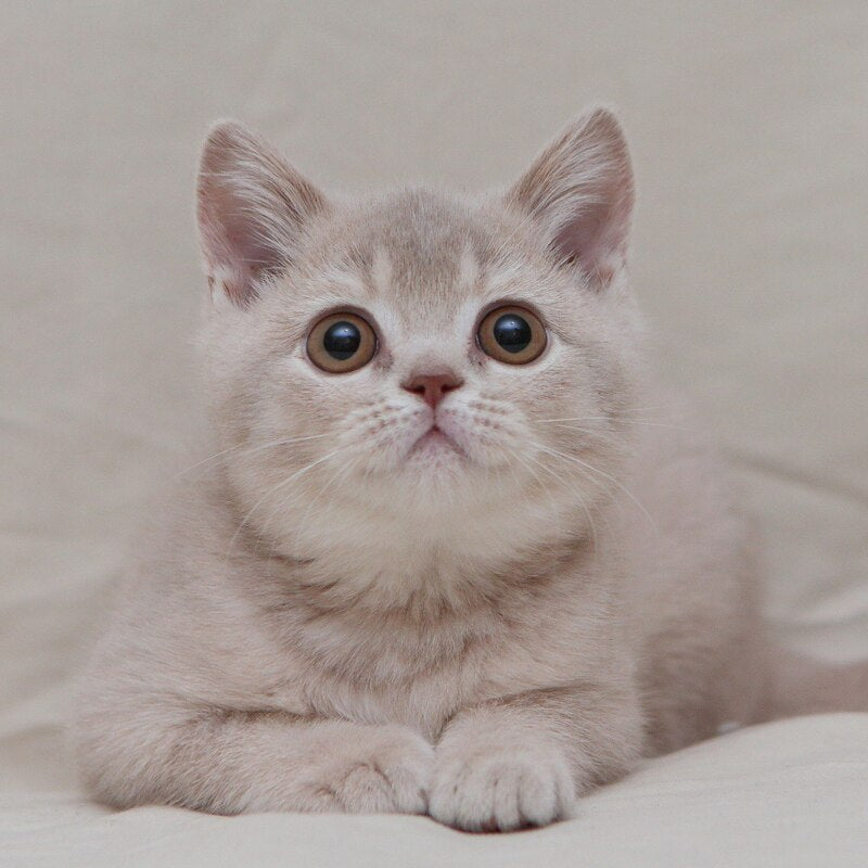 Nastyasha British Shorthair female, lilac ticked tabby