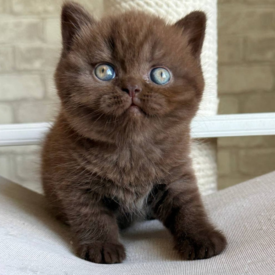 Bruno British Shorthair male, chocolate