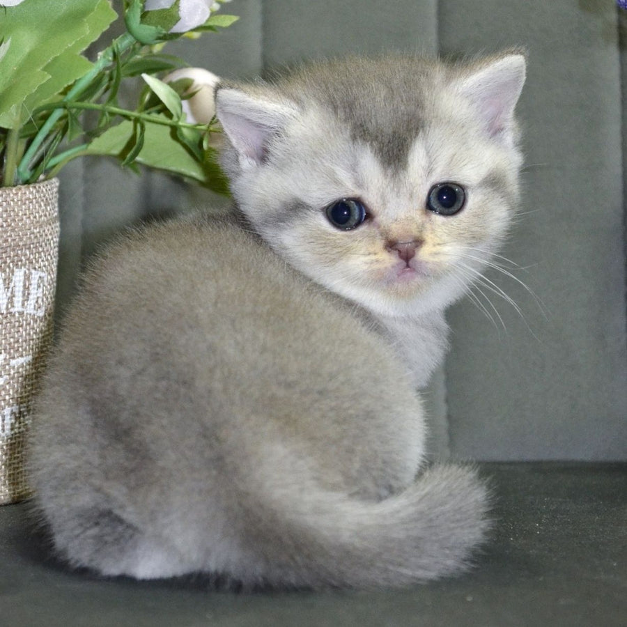 Alina Scottish Straight female, blue silver shaded