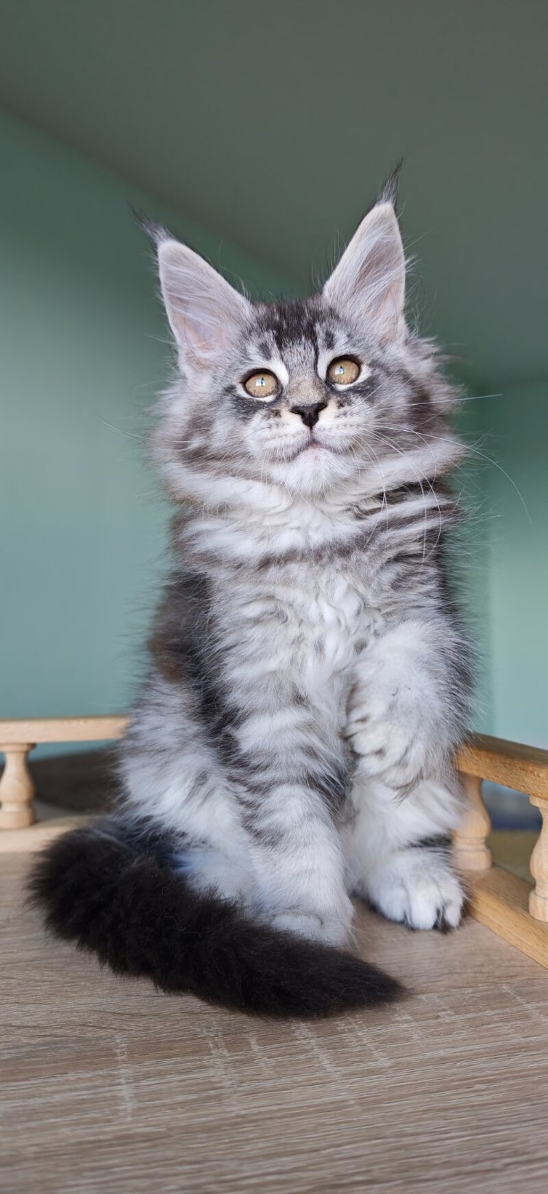 Floria Maine Coon female, black silver ticked tabby
