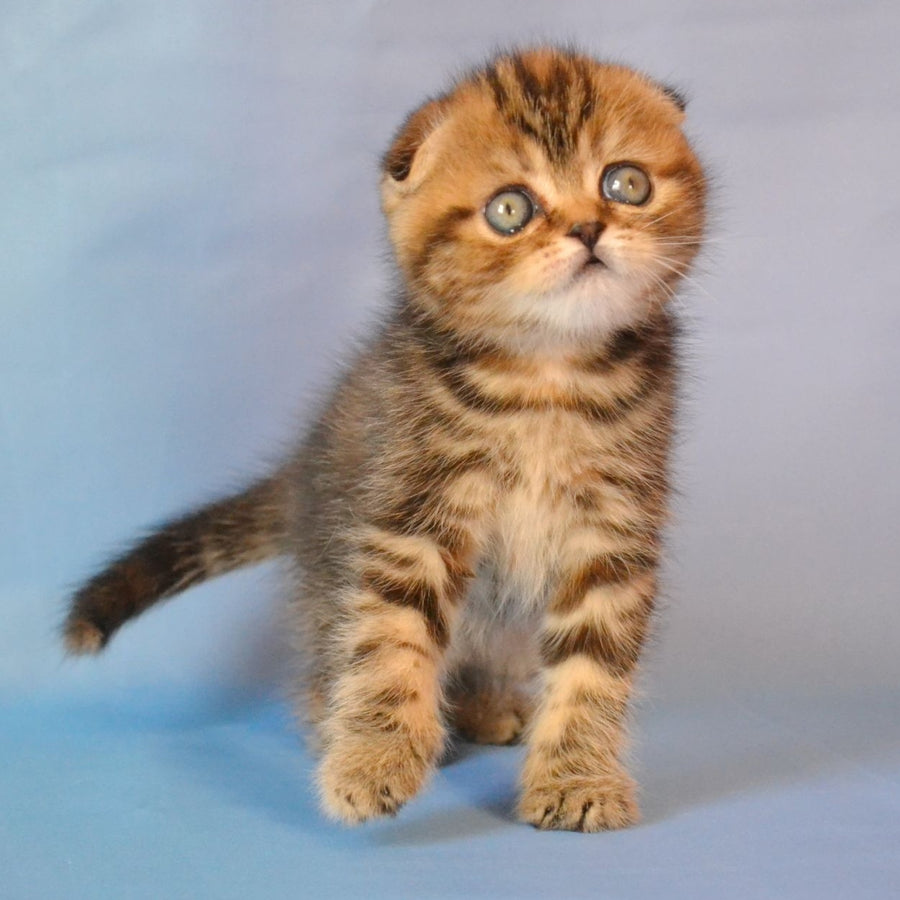 Rumba Scottish Fold female, black tortie tabby