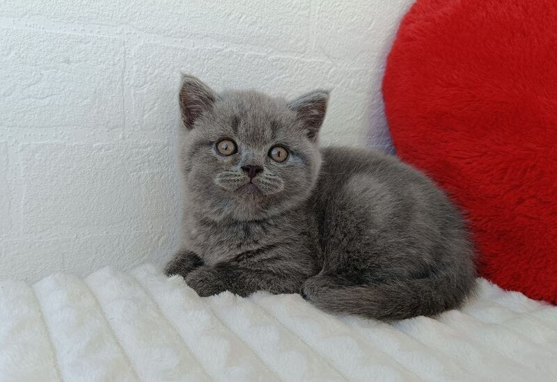 Wendy Scottish Straight female, blue