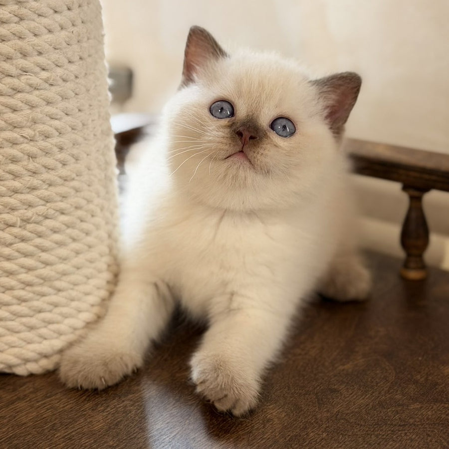 Statham British Shorthair male, chocolate pointed