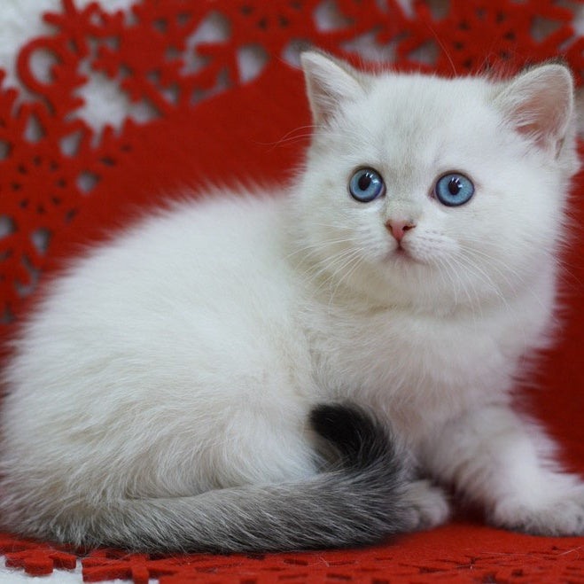 Bella Scottish Straight female, blue tabby pointed