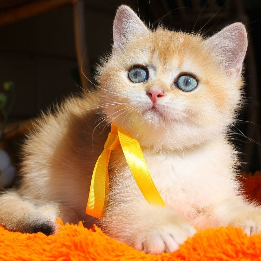 Hloya British Shorthair female, black golden chinchilla
