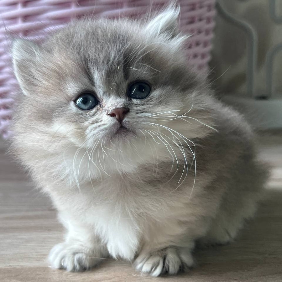 Patrisia Munchkin female, blue golden shaded