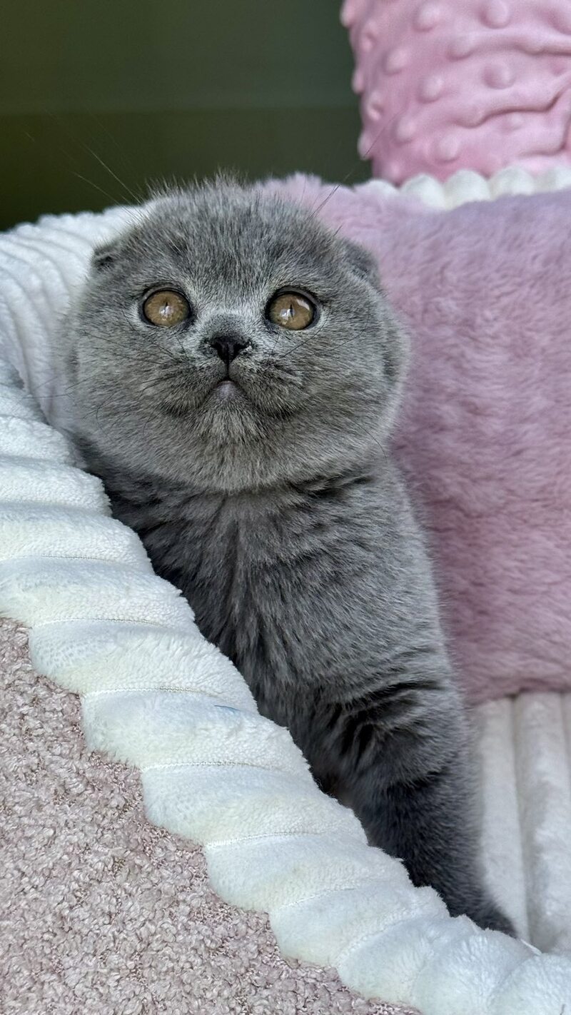 Trixie Scottish Fold female, blue