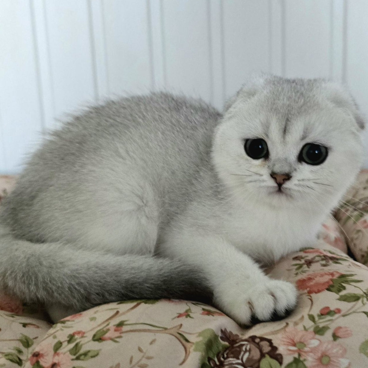 Yahidka Scottish Fold female, black silver shaded