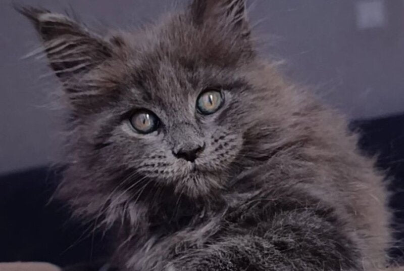 Phantom Maine Coon male blue - live animals