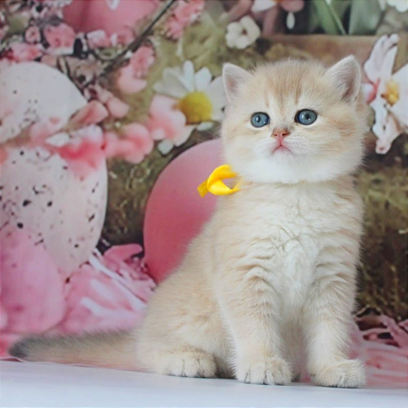 Fialka British Shorthair female blue golden chinchilla live animals